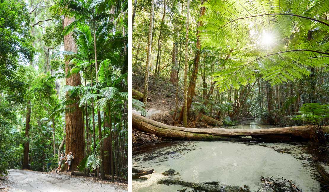 Pile Valley - K'gari Fraser Island